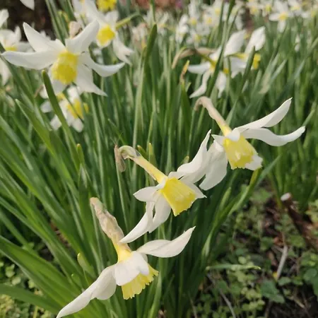 Rosenhuset Δωμάτια σε οικογενειακή κατοικία